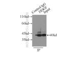 HDGF Antibody in Immunoprecipitation (IP)