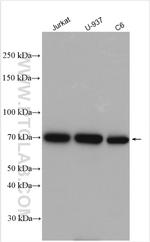 EXT2 Antibody in Western Blot (WB)