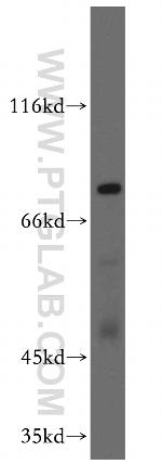 EXT2 Antibody in Western Blot (WB)