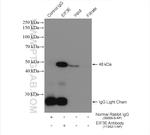 EIF3E Antibody in Immunoprecipitation (IP)