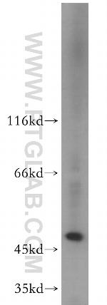 EIF3E Antibody in Western Blot (WB)