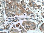 EIF3E Antibody in Immunohistochemistry (Paraffin) (IHC (P))