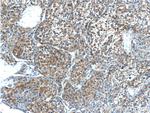 MYDGF Antibody in Immunohistochemistry (Paraffin) (IHC (P))