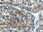 MYDGF Antibody in Immunohistochemistry (Paraffin) (IHC (P))