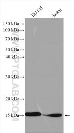 MYDGF Antibody in Western Blot (WB)