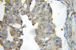 MYDGF Antibody in Immunohistochemistry (Paraffin) (IHC (P))