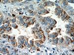 MYDGF Antibody in Immunohistochemistry (Paraffin) (IHC (P))