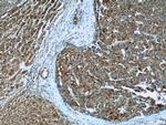 MYDGF Antibody in Immunohistochemistry (Paraffin) (IHC (P))