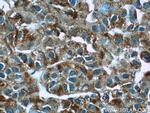 MYDGF Antibody in Immunohistochemistry (Paraffin) (IHC (P))