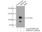 ARHGEF1 Antibody in Immunoprecipitation (IP)