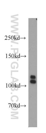 ARHGEF1 Antibody in Western Blot (WB)