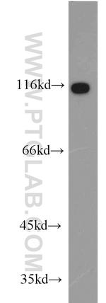 ARHGEF1 Antibody in Western Blot (WB)