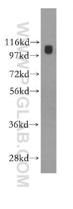 ARHGEF1 Antibody in Western Blot (WB)