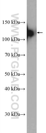 ARHGEF1 Antibody in Western Blot (WB)