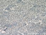 TLE3 Antibody in Immunohistochemistry (Paraffin) (IHC (P))