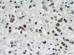 TLE3 Antibody in Immunohistochemistry (Paraffin) (IHC (P))