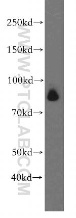 TLE3 Antibody in Western Blot (WB)