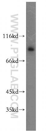 TLE3 Antibody in Western Blot (WB)