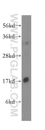 UBE2D1 Antibody in Western Blot (WB)