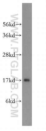 UBE2D1 Antibody in Western Blot (WB)