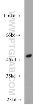 FH Antibody in Western Blot (WB)