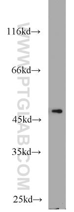 FH Antibody in Western Blot (WB)