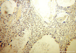 SP100 Antibody in Immunohistochemistry (Paraffin) (IHC (P))