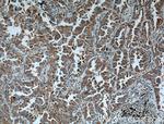 ARHGEF5 Antibody in Immunohistochemistry (Paraffin) (IHC (P))