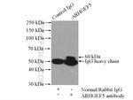 ARHGEF5 Antibody in Immunoprecipitation (IP)