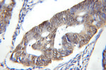 DDB1 Antibody in Immunohistochemistry (Paraffin) (IHC (P))