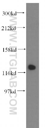 DDB1 Antibody in Western Blot (WB)