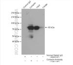 Cortactin Antibody in Immunoprecipitation (IP)