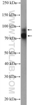 Cortactin Antibody in Western Blot (WB)