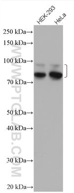 Cortactin Antibody in Western Blot (WB)