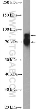 Cortactin Antibody in Western Blot (WB)