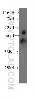 EHD4 Antibody in Western Blot (WB)