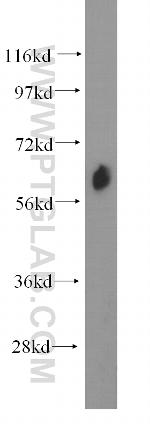 EHD4 Antibody in Western Blot (WB)