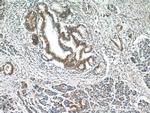 SPRY2 Antibody in Immunohistochemistry (Paraffin) (IHC (P))