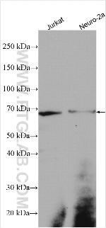 SPRY2 Antibody in Western Blot (WB)