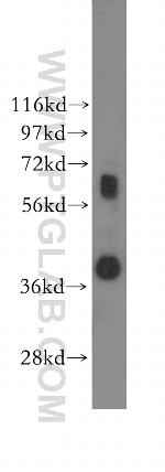 SPRY2 Antibody in Western Blot (WB)