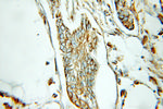 ECH1 Antibody in Immunohistochemistry (Paraffin) (IHC (P))