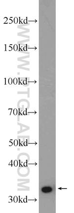 ECH1 Antibody in Western Blot (WB)