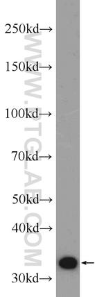 ECH1 Antibody in Western Blot (WB)