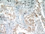 EPCR Antibody in Immunohistochemistry (Paraffin) (IHC (P))