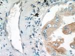 EPCR Antibody in Immunohistochemistry (Paraffin) (IHC (P))