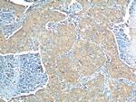 EPCR Antibody in Immunohistochemistry (Paraffin) (IHC (P))