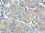 EPCR Antibody in Immunohistochemistry (Paraffin) (IHC (P))