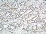 EPCR Antibody in Immunohistochemistry (Paraffin) (IHC (P))