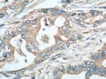 EPCR Antibody in Immunohistochemistry (Paraffin) (IHC (P))