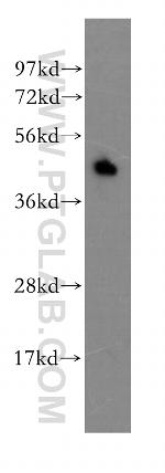 EPCR Antibody in Western Blot (WB)